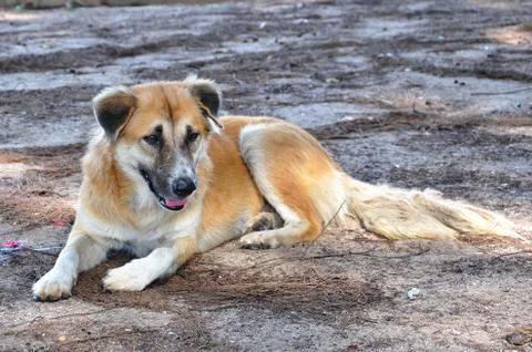 Thai dog Stock Photos