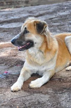 Thai dog Stock Photos