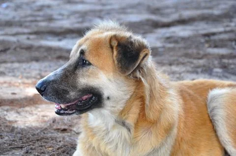 Thai dog Stock Photos