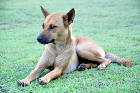 Thai dog Stock Photos