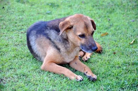 Thai dog Stock Photos