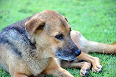 Thai dog Stock Photos