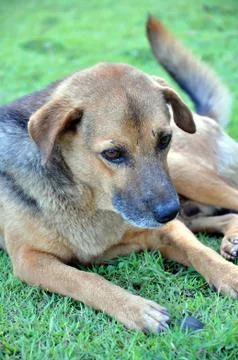 Thai dog Stock Photos