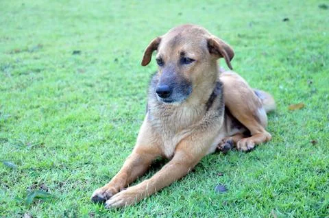 Thai dog Stock Photos