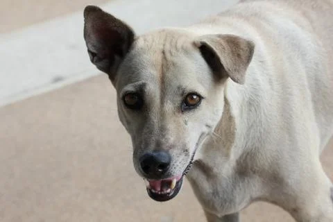 Thai dog Stock Photos