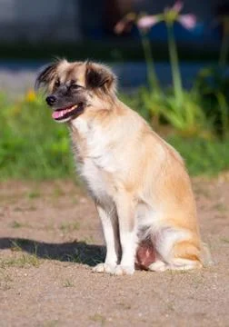 Thai dog Stock Photos