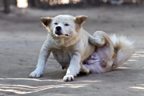 Thai dog Stock Photos