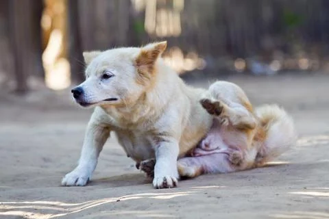 Thai dog Stock Photos