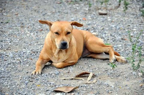 Thai dog Stock Photos
