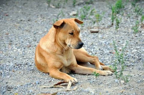Thai dog Stock Photos