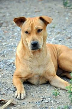 Thai dog Stock Photos