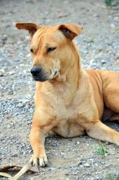 Thai dog Stock Photos
