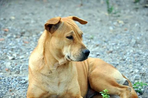 Thai dog Stock Photos