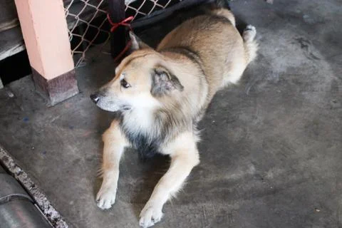 Thai dog Stock Photos