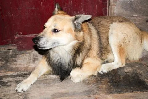 Thai dog Stock Photos