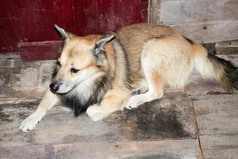 Thai dog Stock Photos