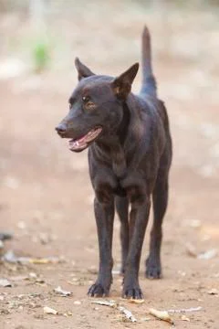 Thai dog Stock Photos