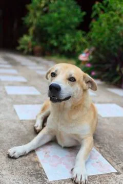 Thai dog Stock Photos