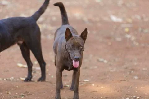 Thai dog Foto stock