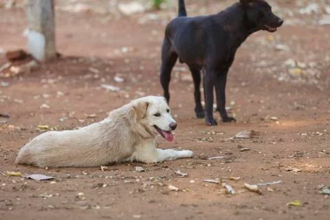 Thai dog Stock Photos