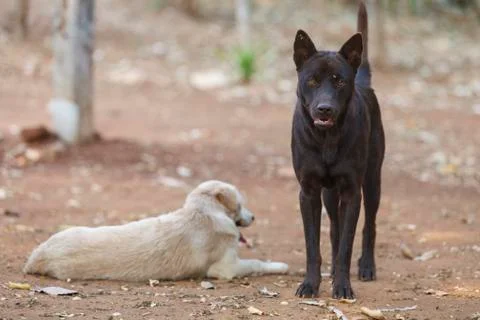 Thai dog Stock Photos