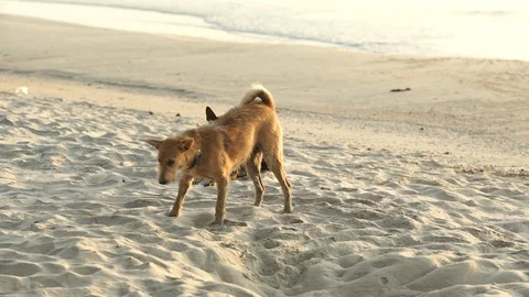 Thai dog playing on the beach Stock Footage 126074032