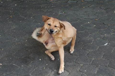 Thai dog is scratching. Foto stock