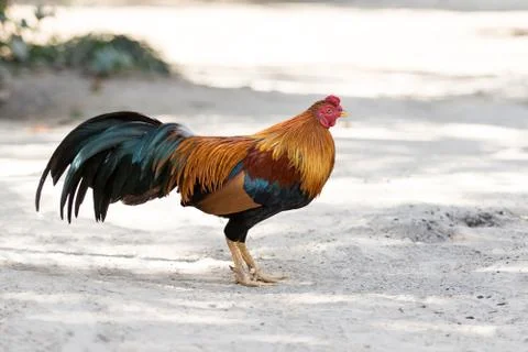 Thai domestic fighting cock standing on dirt field 스톡 사진