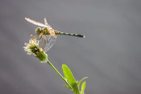 Thai Dragonfly Stock Photos