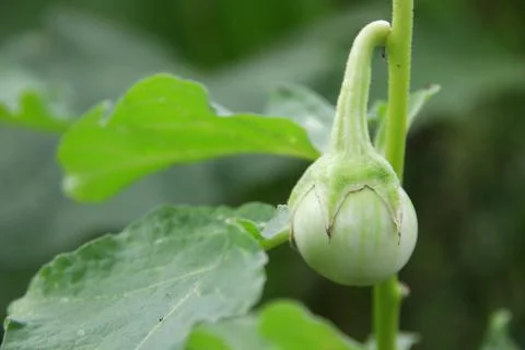 Thai eggplant fruit on tree. Stock Photos