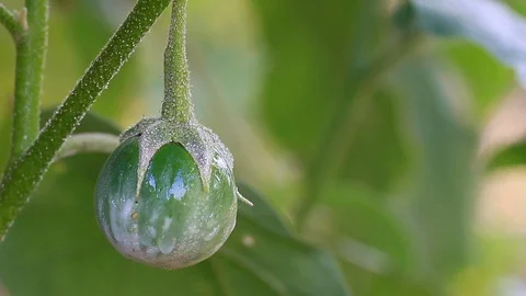 Thai Eggplant on the tree. Stock Footage 99950501