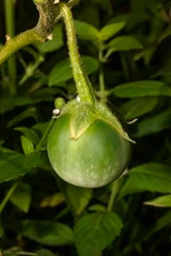 Thai eggplants Stock Photos