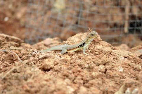 Thai eguana Stock Photos