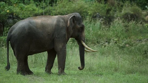Thai elephans in forest Stock Footage 120980645