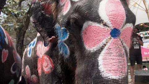 Thai elephant with body painted during Songkran new year festival in Thailand. Stock-Footage 107062912