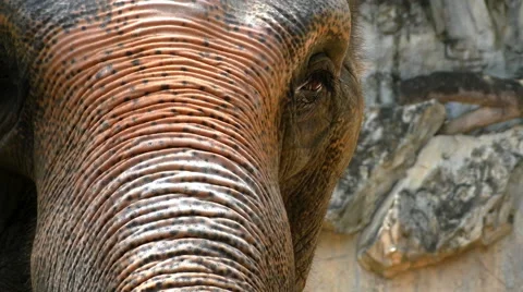 Thai elephant close up Stock-Footage 68740866