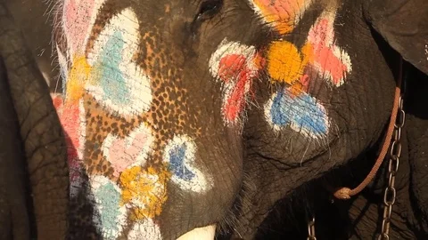 Thai elephant with colorful painted. Stock Footage 75734568