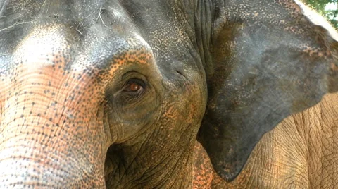Thai elephant eyes Stock Footage 68742229