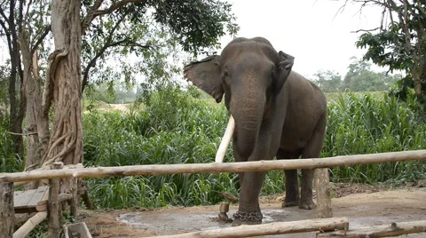 Thai Elephant feeding. Stock Footage 49907208