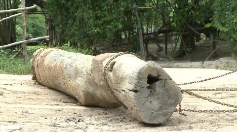 Thai elephant Stock Footage 564593