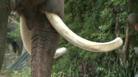 Thai elephant 스톡 동영상 564604