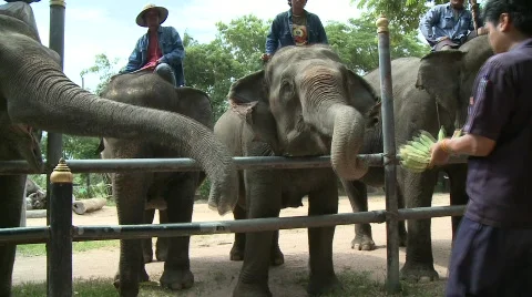 Thai elephant 스톡 동영상 564792