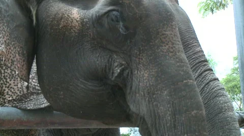 Thai elephant Stock Footage 564834