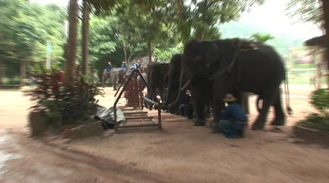 Thai elephant Stock Footage 567509