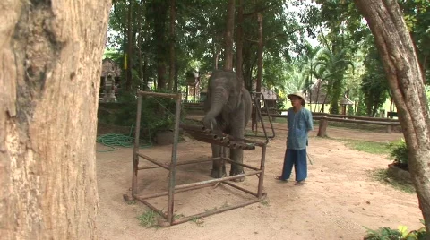 Thai elephant Stock Footage 567515