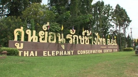 Thai elephant Видео 567851