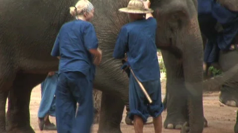 Thai elephant Stock Footage 567922