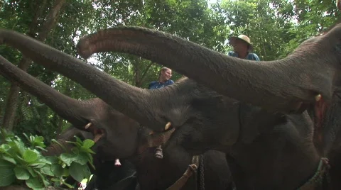 Thai elephant Stock Footage 567928