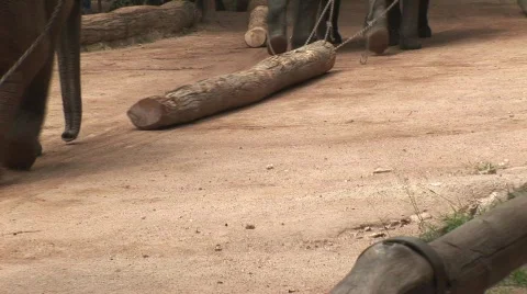 Thai elephant Stock Footage 567940