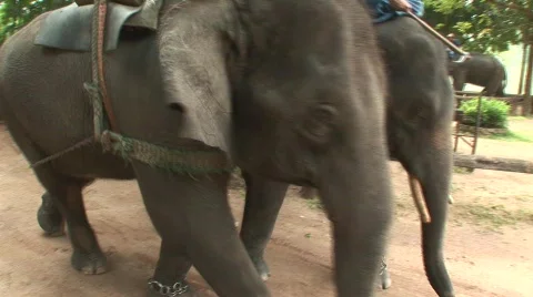Thai elephant Stock Footage 567943
